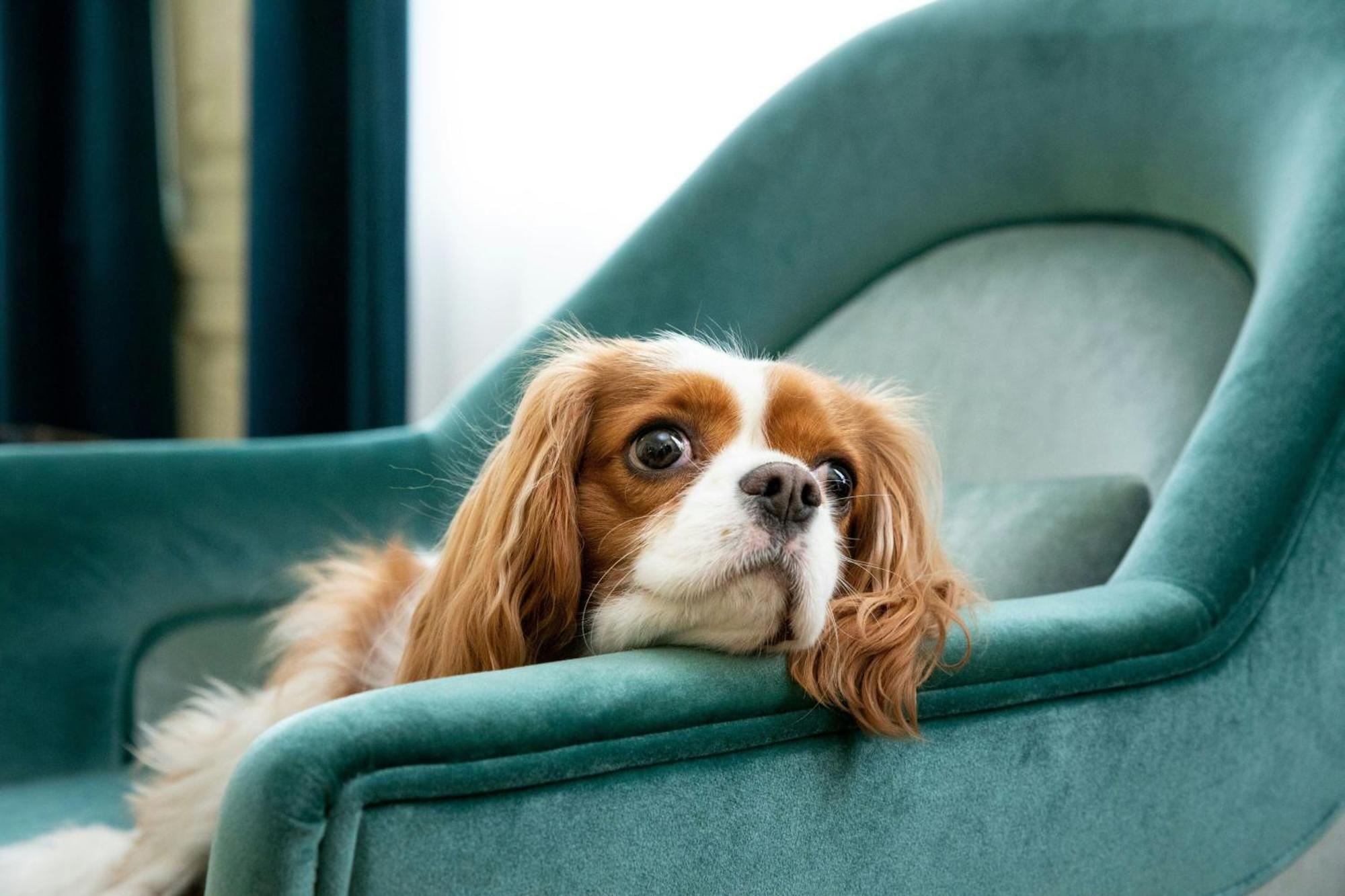 Hotel Sapphire House Antwerp, Autograph Collection Esterno foto Cavalier King Charles Spaniel
